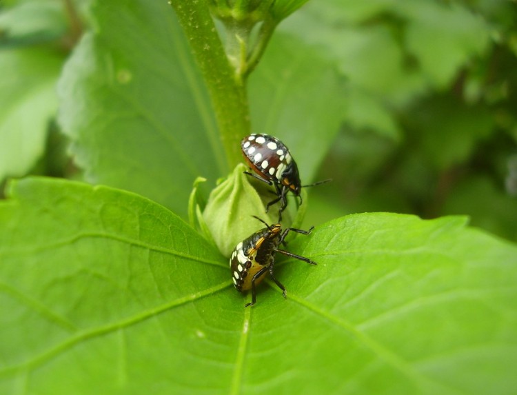 Fonds d'cran Animaux Insectes - Divers tites bebetes