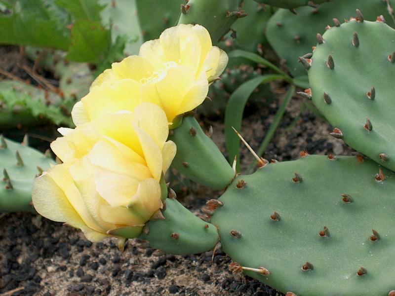 Fonds d'cran Nature Plantes - Arbustes cactus