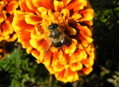 Wallpapers Animals abeille