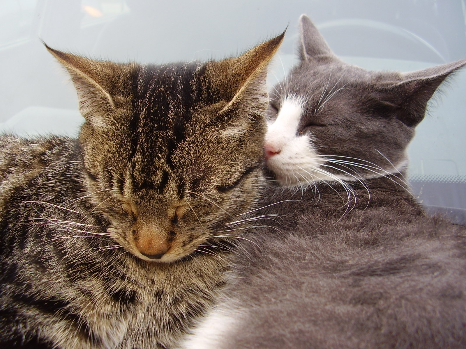 Fonds d'cran Animaux Chats - Chatons lucas & margot