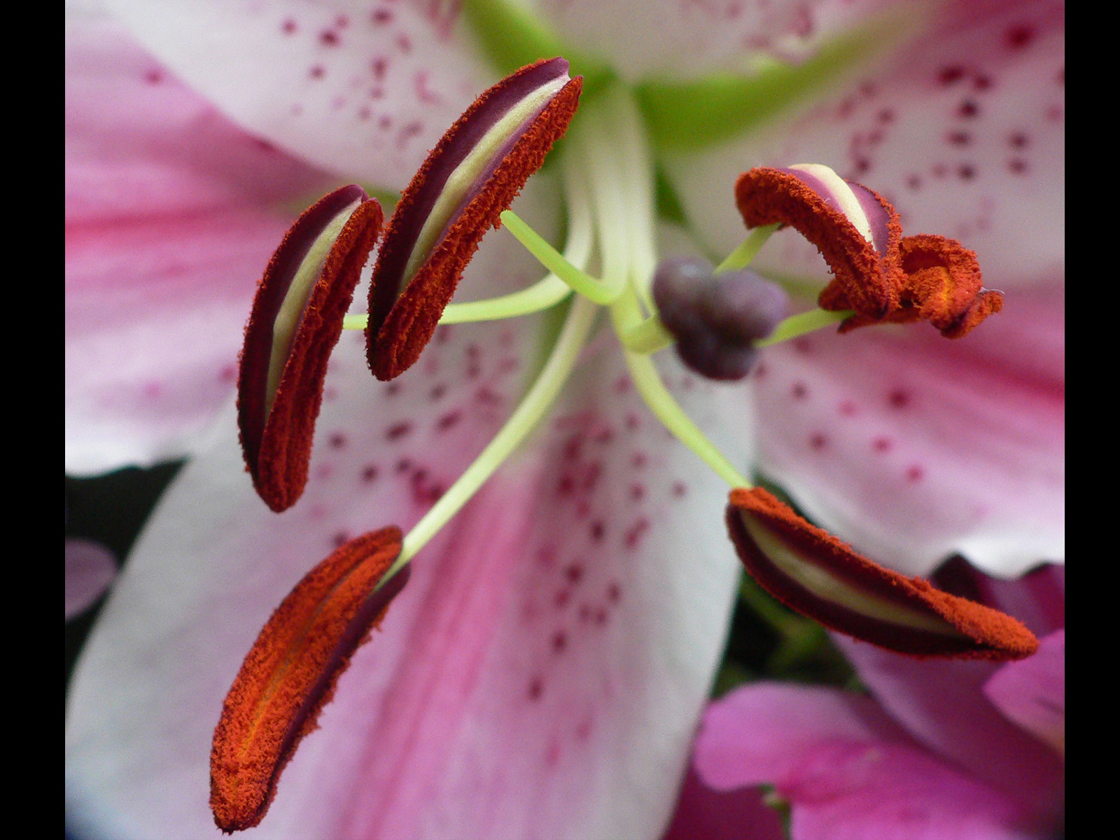 Fonds d'cran Nature Fleurs douceur sucre