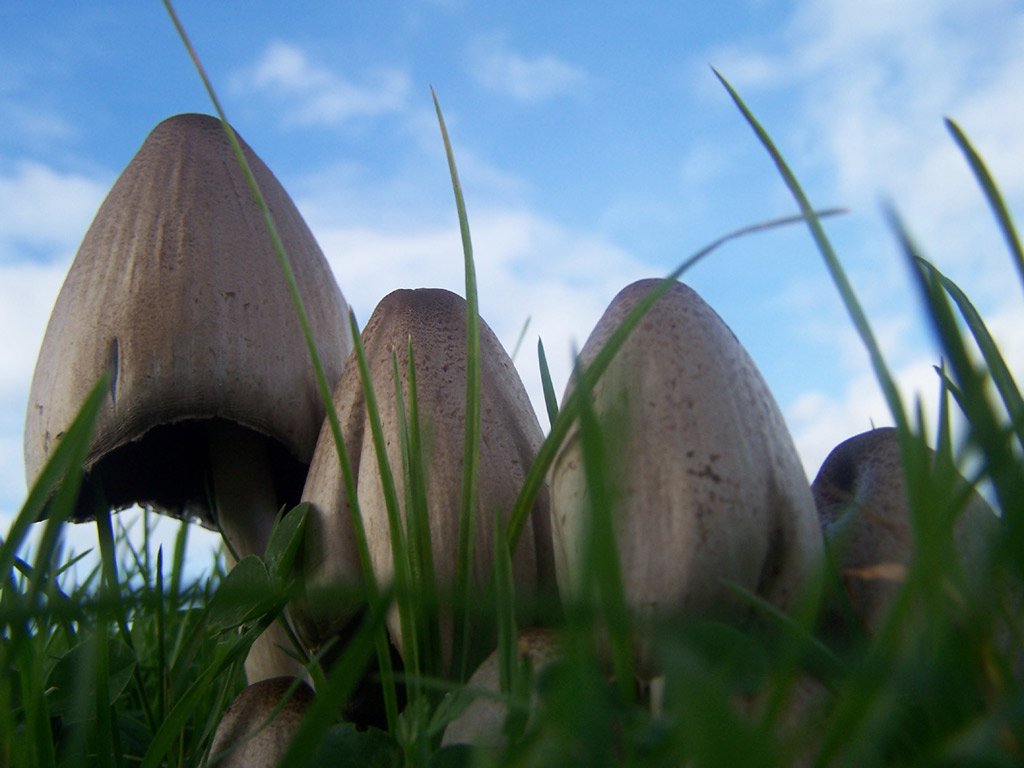 Wallpapers Nature Mushrooms des champignons