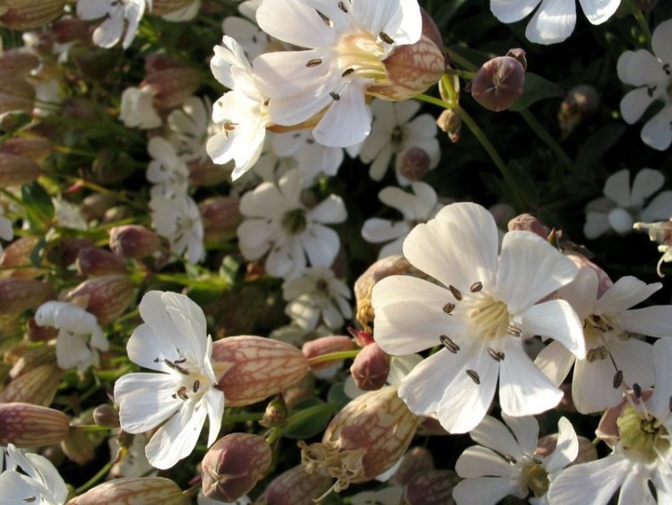 Fonds d'cran Nature Fleurs fraicheur blanche