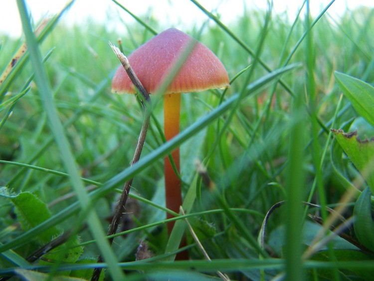 Fonds d'cran Nature Champignons des champignons