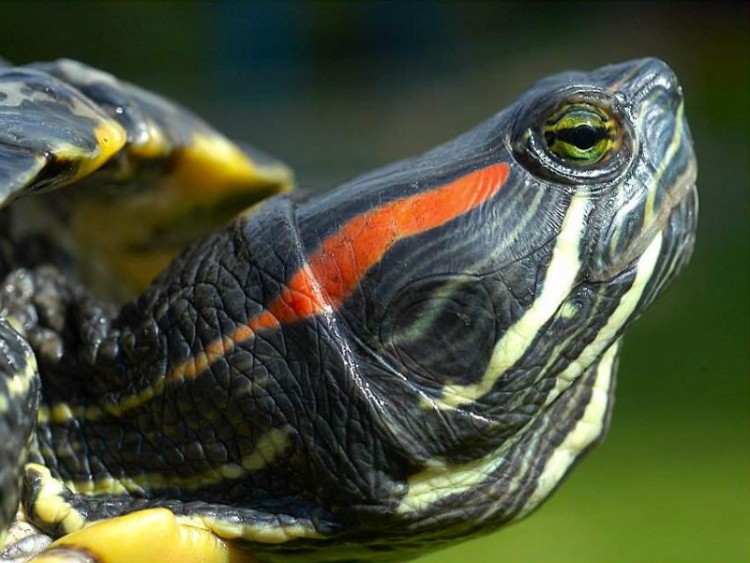 Fonds d'cran Animaux Tortues lenteur - couleur