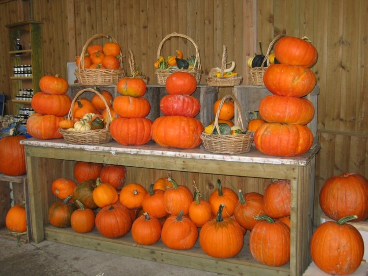 Wallpapers Nature Vegetables March couvert au Quebec