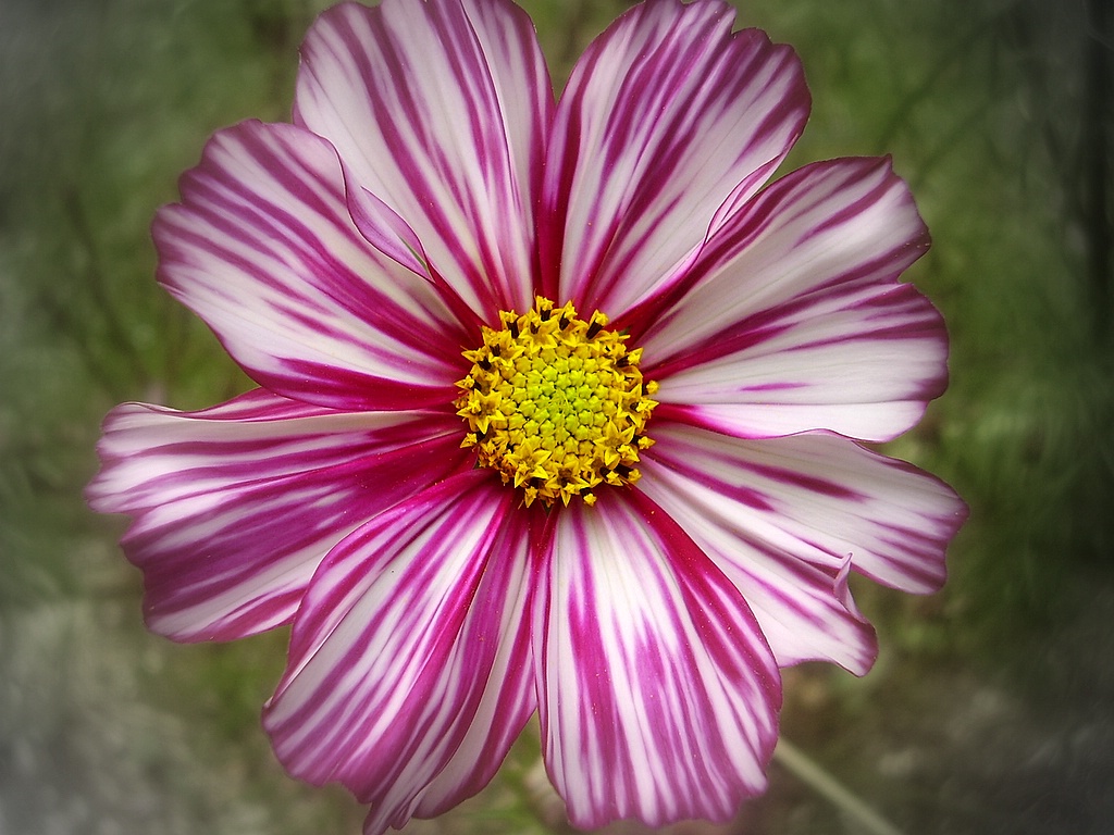 Fonds d'cran Nature Fleurs cosmos