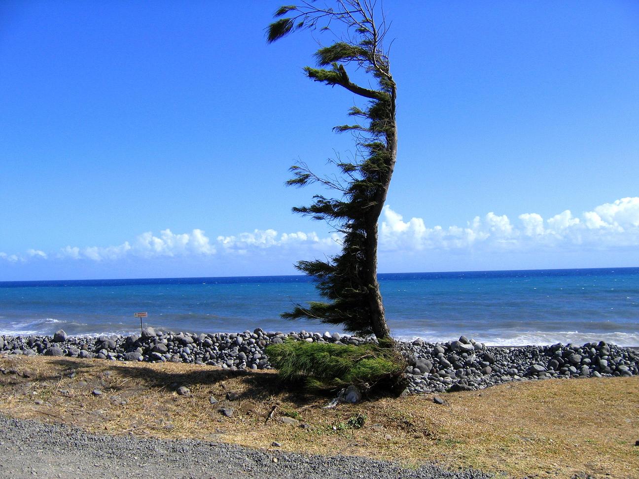 Fonds d'cran Nature Mers - Ocans - Plages arbre de l'etrange