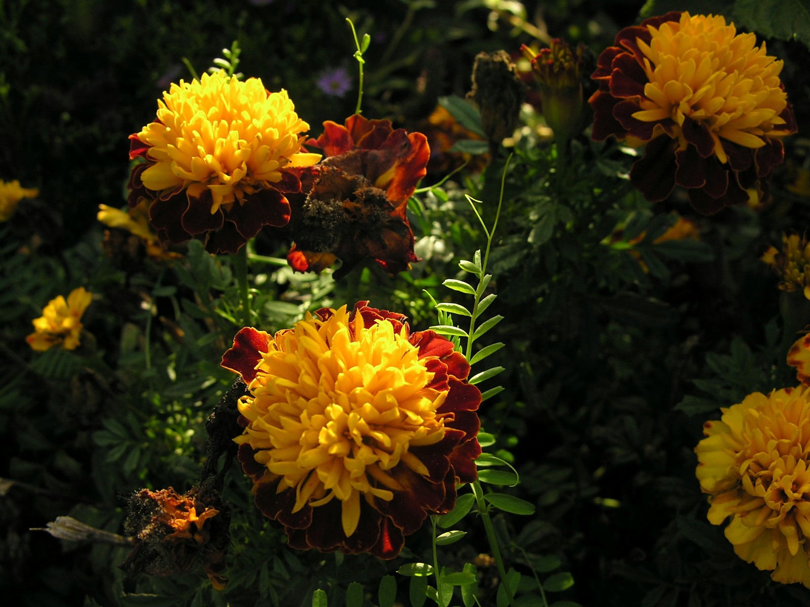 Fonds d'cran Nature Fleurs 