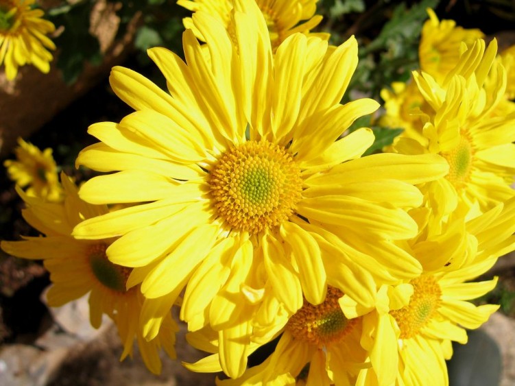 Wallpapers Nature Flowers Pomponnette jaune