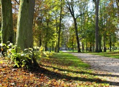 Fonds d'cran Nature automne ensoleil