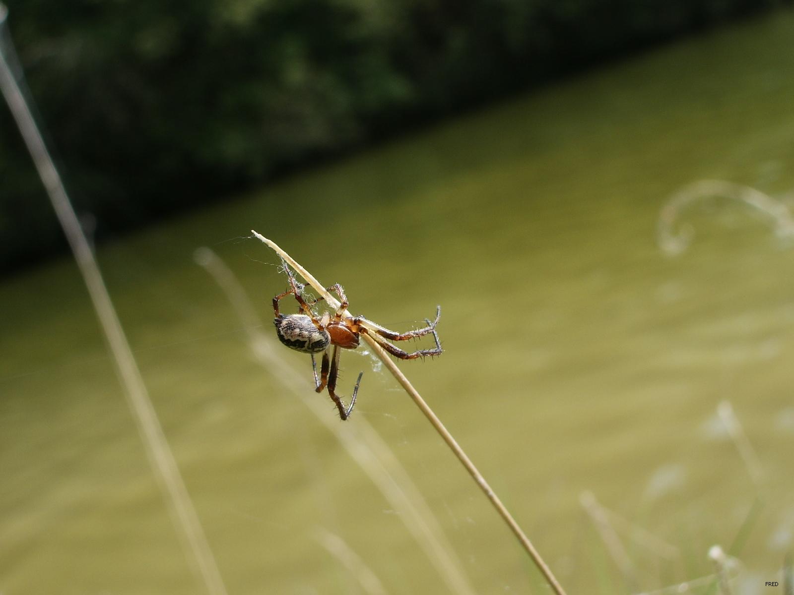 Fonds d'cran Animaux Araignes macro araigne