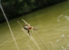 Fonds d'cran Animaux macro araigne