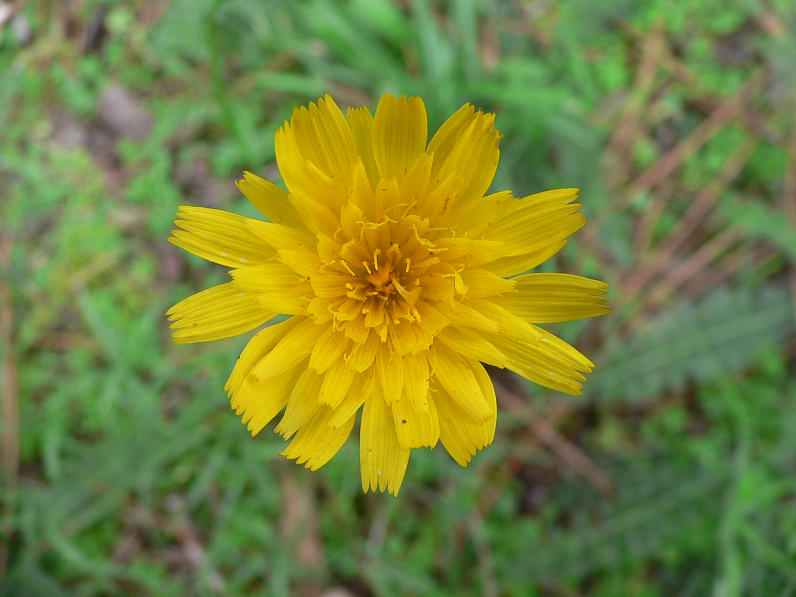 Fonds d'cran Nature Fleurs paquerette