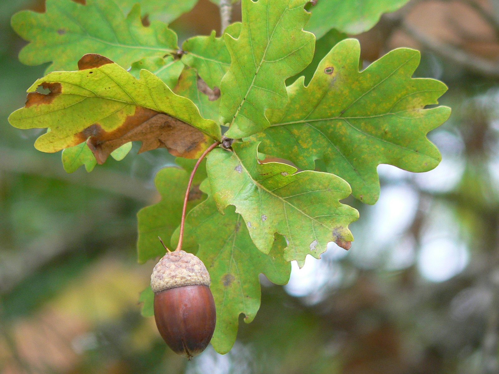 Fonds d'cran Nature Feuilles - Feuillages gland