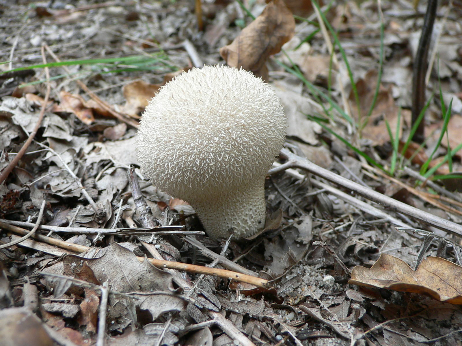 Fonds d'cran Nature Champignons 