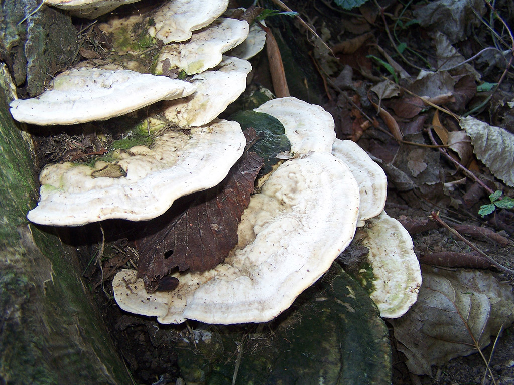 Wallpapers Nature Mushrooms des champignons