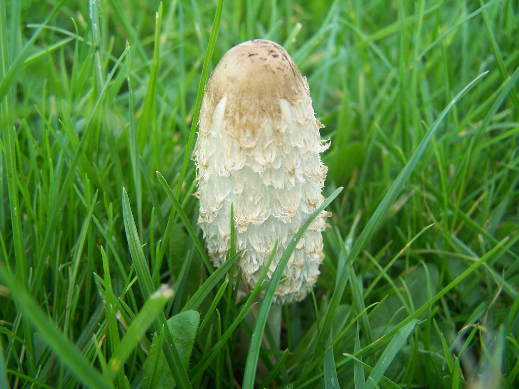 Wallpapers Nature Mushrooms des champignons