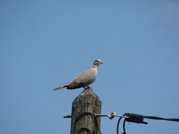 Wallpapers Animals Birds - Pigeons and Doves Tourterelle