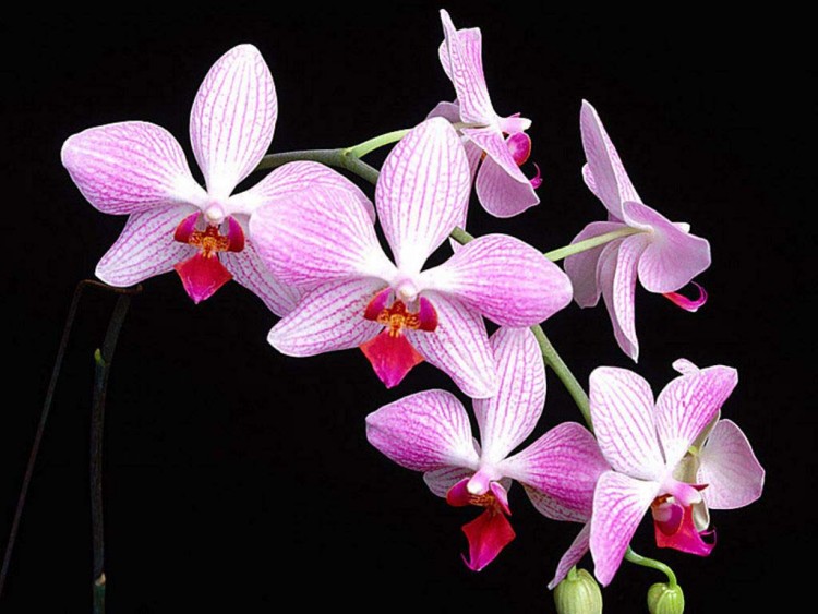 Wallpapers Nature Flowers Orchides