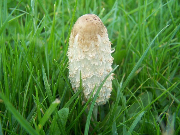 Wallpapers Nature Mushrooms des champignons