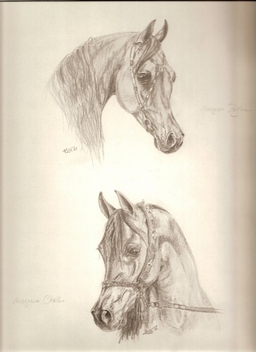 Wallpapers Art - Pencil Animals - Horses Chevaux arabes 2