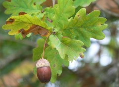 Fonds d'cran Nature gland