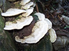 Fonds d'cran Nature des champignons