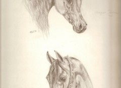 Fonds d'cran Art - Crayon Chevaux arabes 2