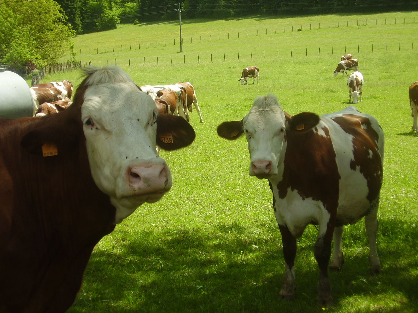 Wallpapers Animals Cows - Bulls - Beef les meumeus de courtouphle