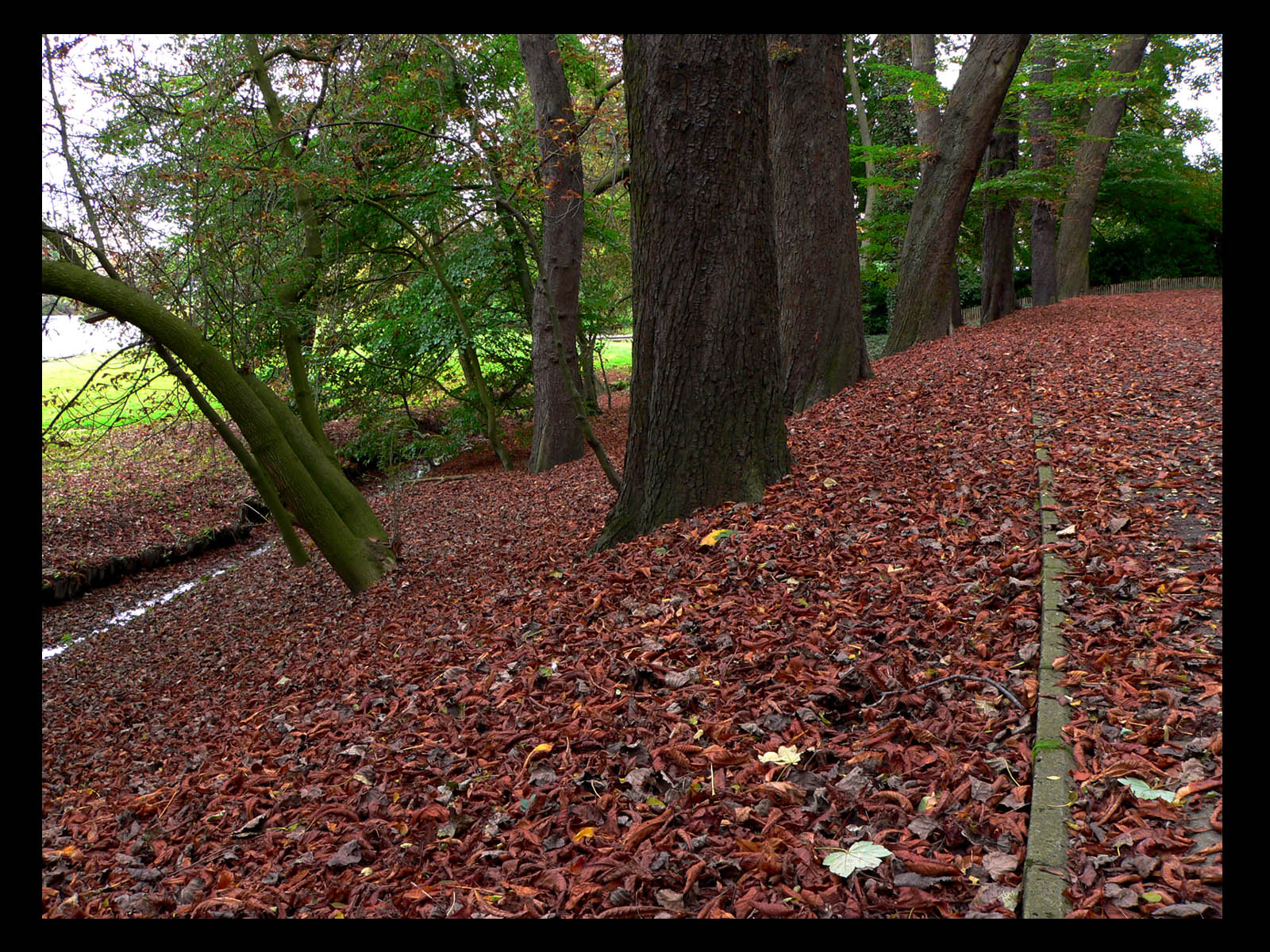 Wallpapers Nature Trees - Forests 