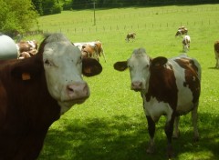 Fonds d'cran Animaux les meumeus de courtouphle