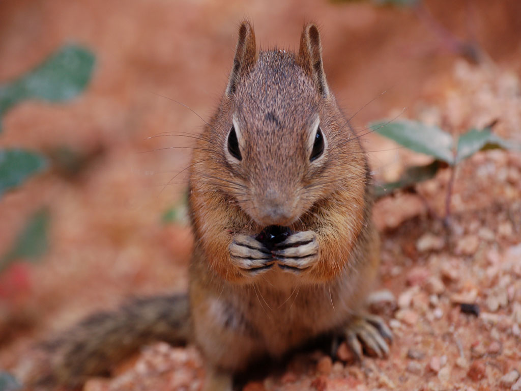 Wallpapers Animals Rodents - Squirrels Gourmandise