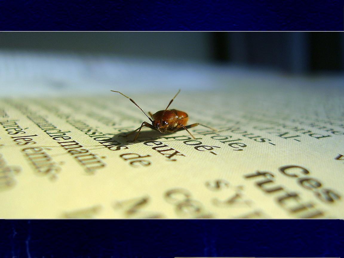 Fonds d'cran Animaux Insectes - Divers bestiole sur bouquin