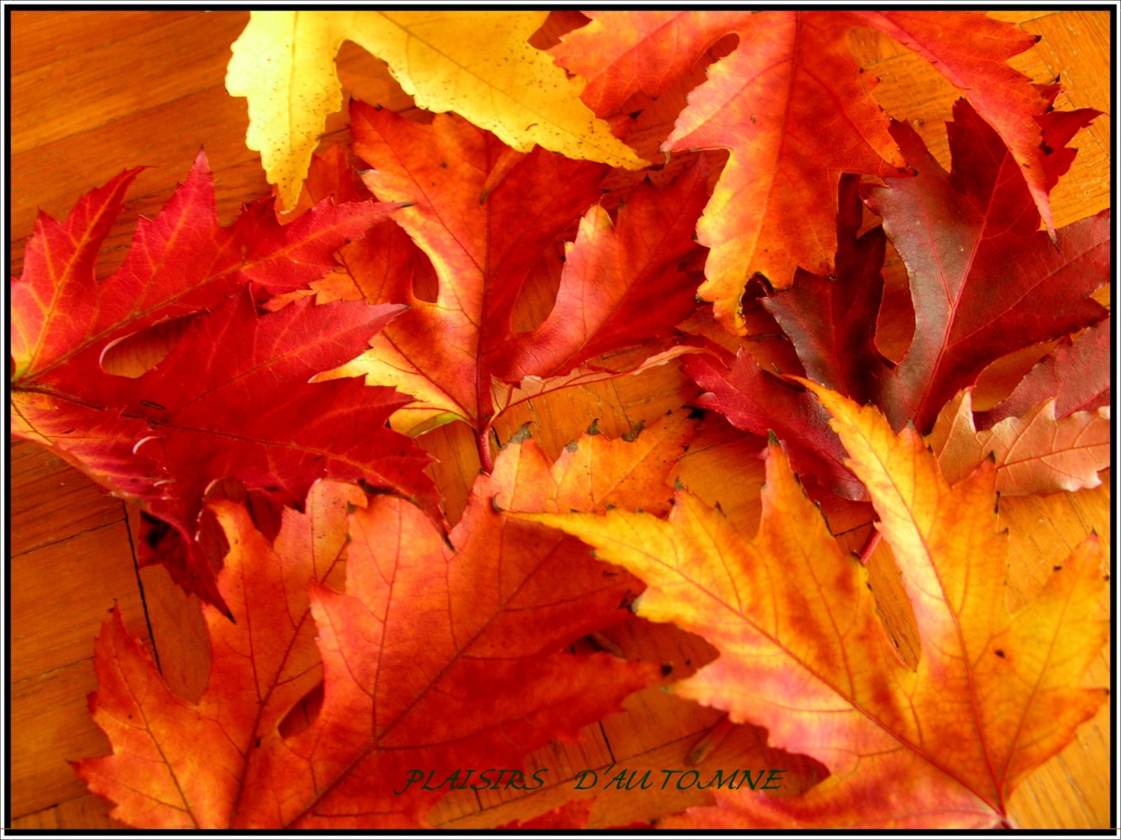 Fonds d'cran Nature Feuilles - Feuillages Douceur d'automne