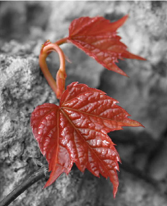 Fonds d'cran Nature Feuilles - Feuillages 