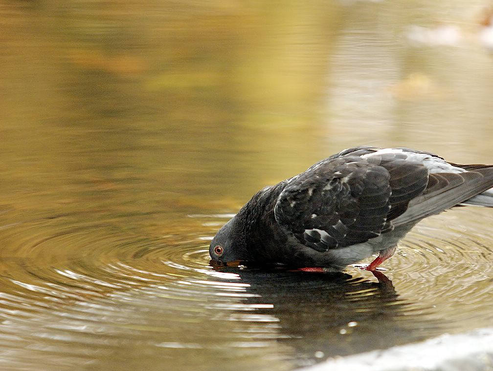 Fonds d'cran Animaux Oiseaux - Pigeons et Tourterelles pigeon vole!!