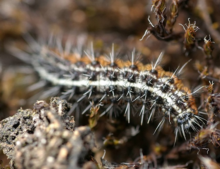 Fonds d'cran Animaux Insectes - Chenilles pititeuh chenilleuh