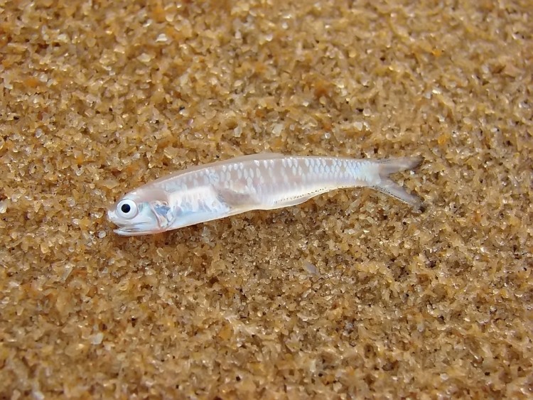 Fonds d'cran Animaux Vie marine - Poissons Pche miraculeuse !