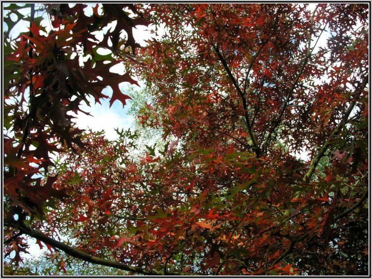 Fonds d'cran Nature Arbres - Forts Couleurs d'automne