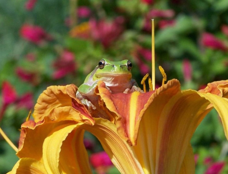 Wallpapers Animals Frogs - Toads Wallpaper N155821