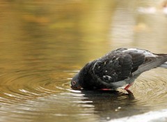 Fonds d'cran Animaux pigeon vole!!