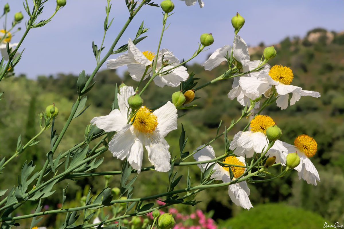 Wallpapers Nature Flowers L'Ile de Beaut