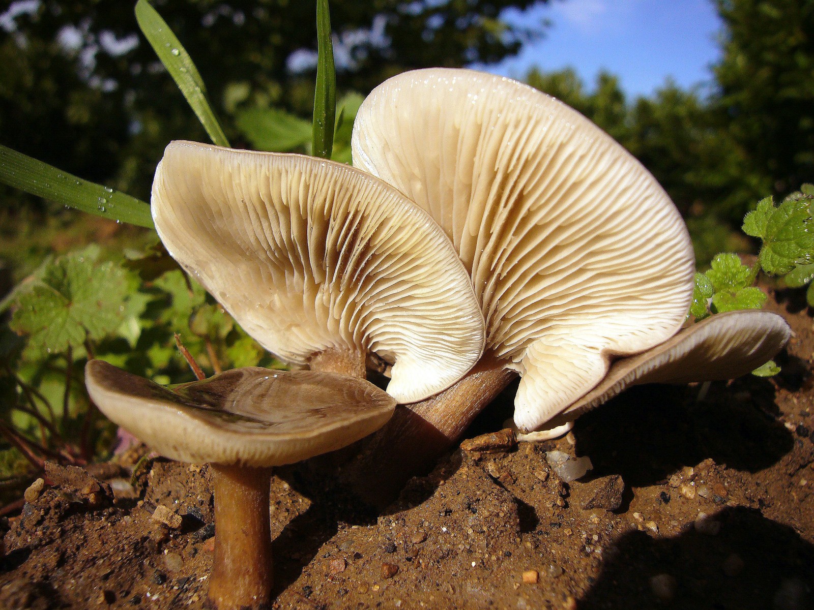 Wallpapers Nature Mushrooms Grisets