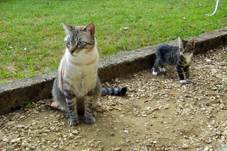 Fonds d'cran Animaux Chats - Chatons mimi & princesse