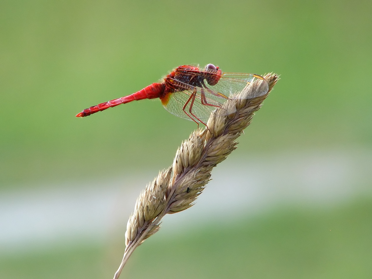 Fonds d'cran Animaux Insectes - Libellules Sympetrum fonscolombii