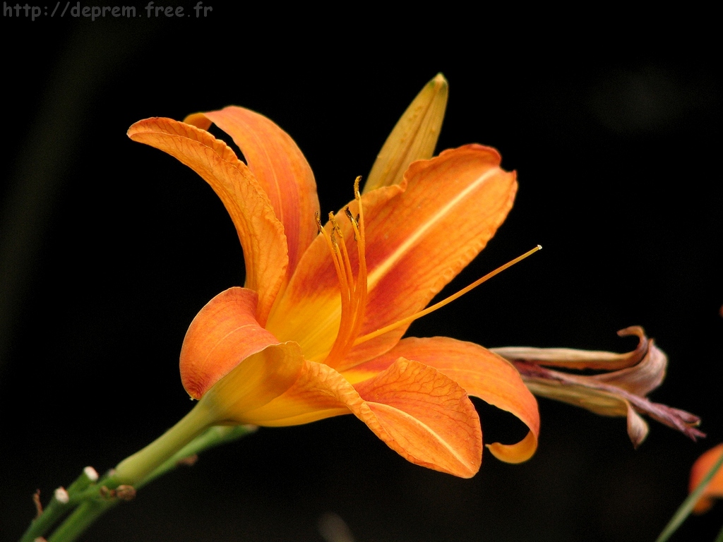 Fonds d'cran Nature Fleurs Lys