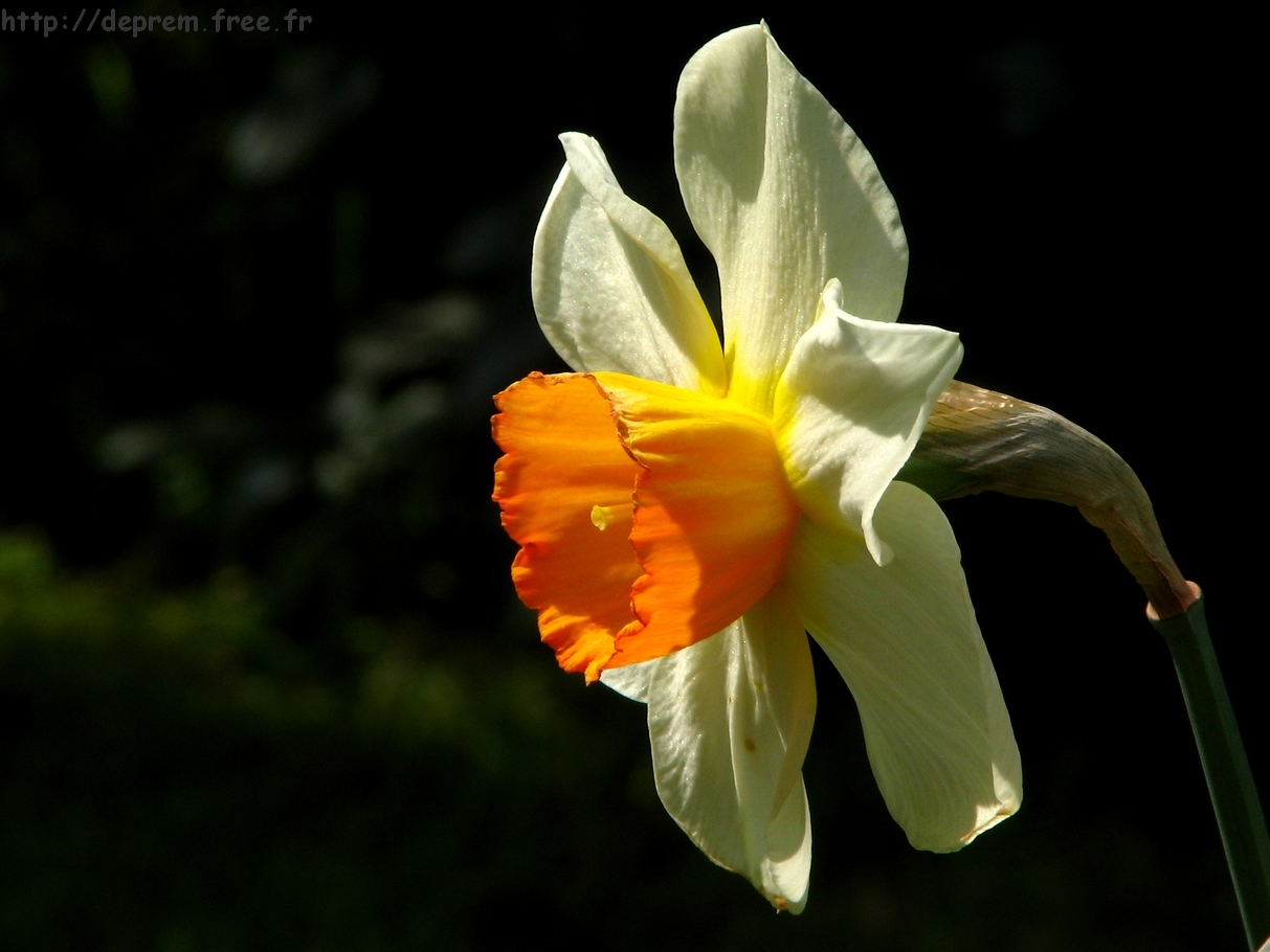 Wallpapers Nature Flowers Narcisse