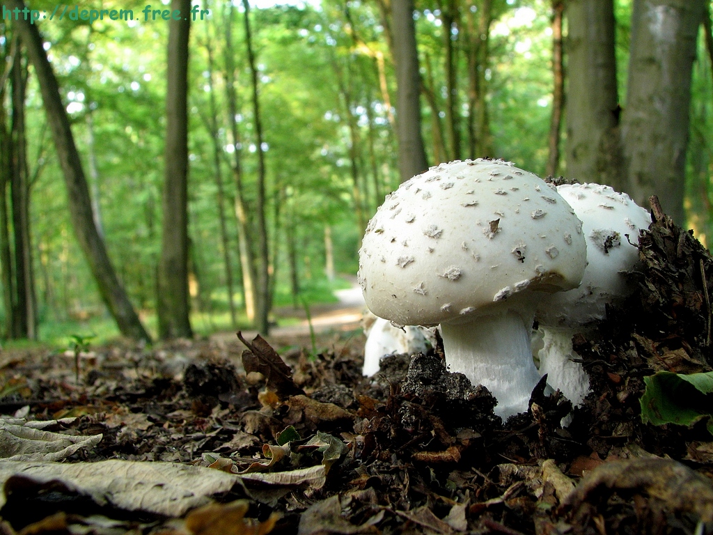 Fonds d'cran Nature Champignons 