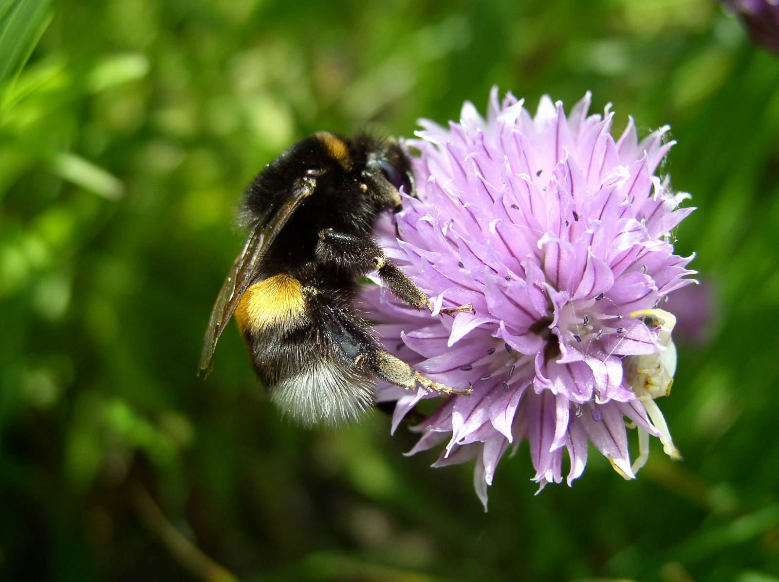 Fonds d'cran Animaux Insectes - Abeilles Gupes ... Fleur